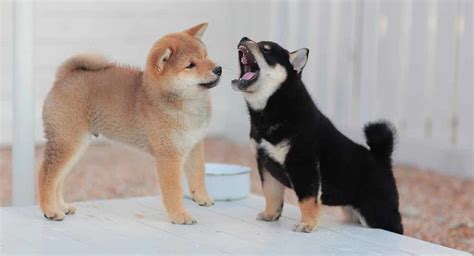 Shiba Inu Colors - How Many Variations Are There?