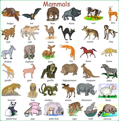 20+ Three Letter Mammals - BadalBorimir