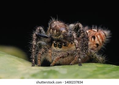 1,105 Spider mating Stock Photos, Images & Photography | Shutterstock