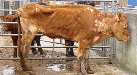 Johne’s Disease in Cattle: Causes, Symptoms, and Prevention ‣ Vet ...