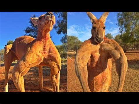 A Really Buff Kangaroo - YouTube