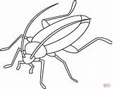 Cockroach coloring Page  Free Printable Coloring Pages sketch template