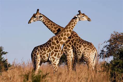 Giraffe