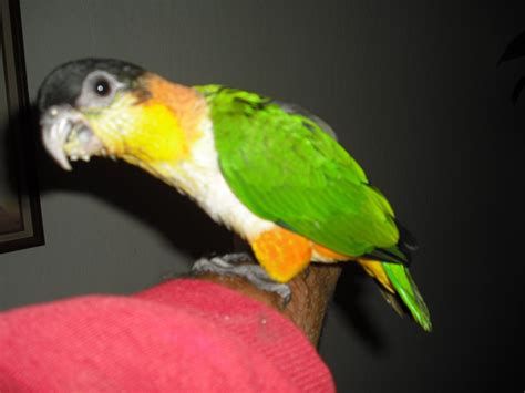 Caique Birds For Sale | Hayward, CA #225503 | Petzlover