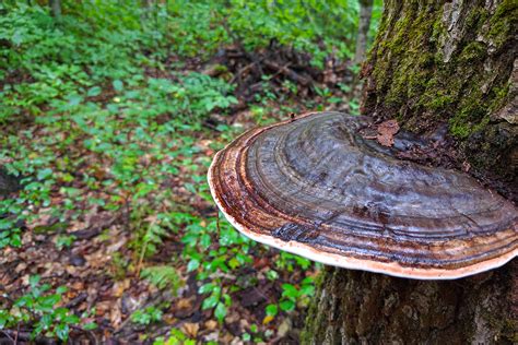 Fungus Among Us - Johnston's Cranberry Marsh & Muskoka Lakes Winery