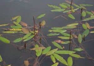 Dibrox Aquatic Diquat Herbicide Safe Pond Weed Killer | Lake Restoration