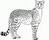 20  Free Printable Cheetah Coloring Pages EverFreeColoringcom sketch template