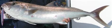 Amberjack Fishing | Ultimate Fishing Site