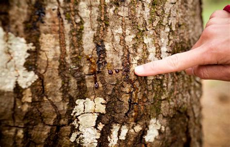 Scientists Fight a Deadly Oak-Tree Disease - The New York Times