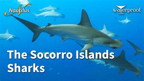 The Socorro Islands - Sharks - YouTube