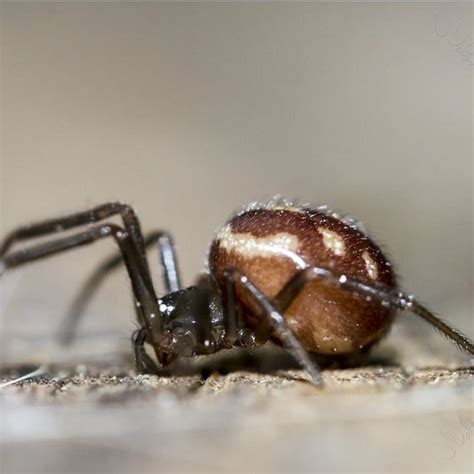 False Black Widow Spider Images