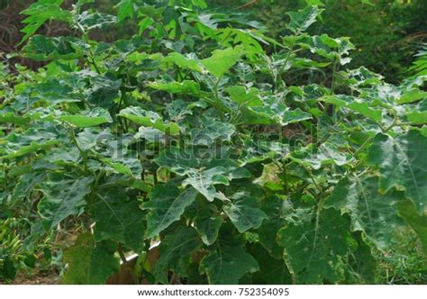 Solanum Xanthocarpum High Flower Bush Purple Stock Photo 752354095 | Shutterstock