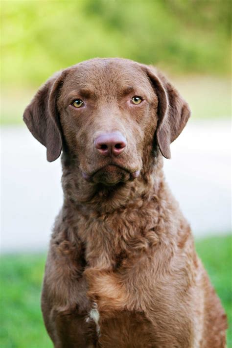 Chesapeake Bay Retriever Dog Breed » Everything About Chesapeake Bay Retriever