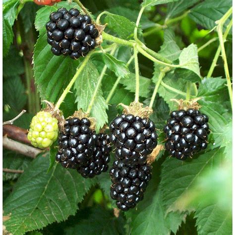 Blackberry Bush Plant - 1 Gallon - Seed World