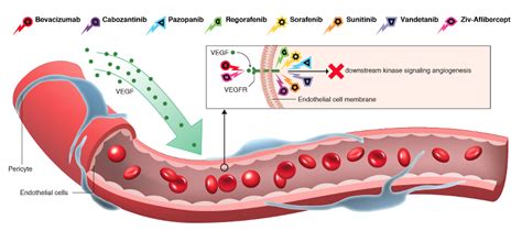 About Angiogenesis|The Angiogenesis Foundation