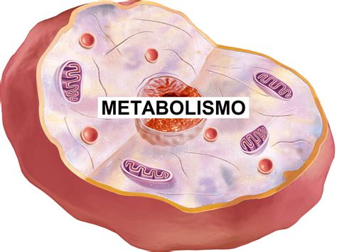 METABOLISMO - WebFisio