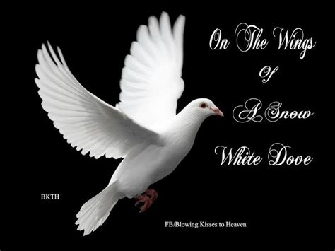 32 best Doves from Heaven images on Pinterest | Heaven, Heavens and Birds