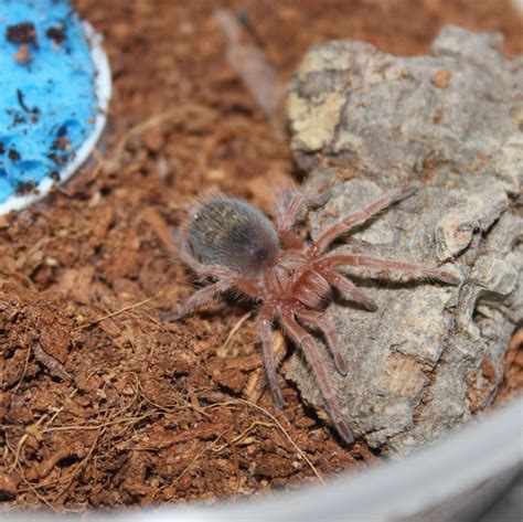 Chilean Rose Hair Tarantula (Grammostola rosea) Educate yourself and overcome your fears! Live ...