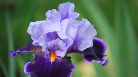 Download wallpaper 3840x2160 iris, flower, petals, close-up 4k uhd 16:9 hd background