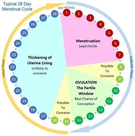 Ovulation day calculator - DenimAlivia