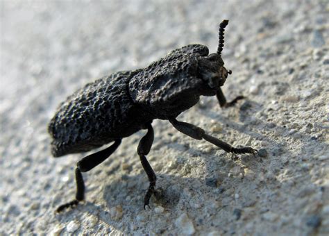 Mokka mit Schlag » Diabolical Ironclad Beetle