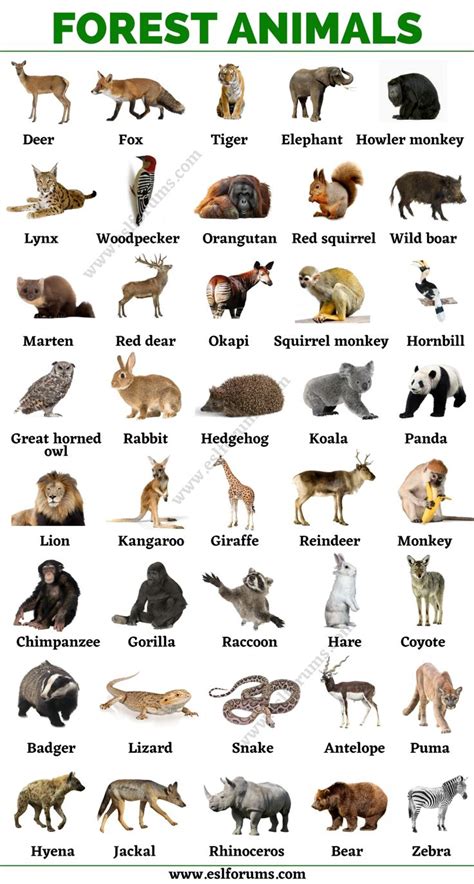 Forest Animals: List of Animals That Live in the Forest with ESL Pictures! - ESL Forums ...