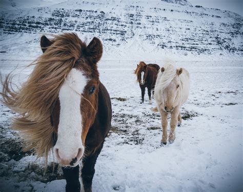 Falabella Horse: Facts, Lifespan, Behavior & Care Guide - Pet Breeezy