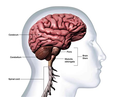 Cerebellum: Definition, Location, and Functions