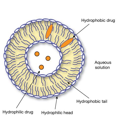 Structure of a liposome and schematic representation of possible drug... | Download Scientific ...