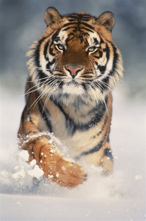 Bengal Tiger Running Through Snow posters & prints by Corbis