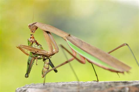 Praying Mantis Eating | Pest Removal Warrior