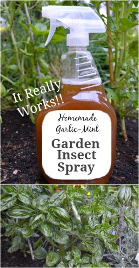 10 DIY Insecticides To Keep Your Garden Pest Free (Naturally) - DIY ...