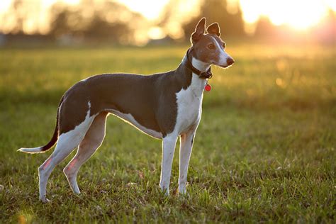 Home | Rehoming Retired Greyhounds