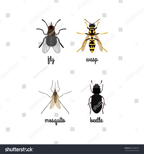 Colorful Insects Vector Set Names Isolated Stock Vector (Royalty Free ...