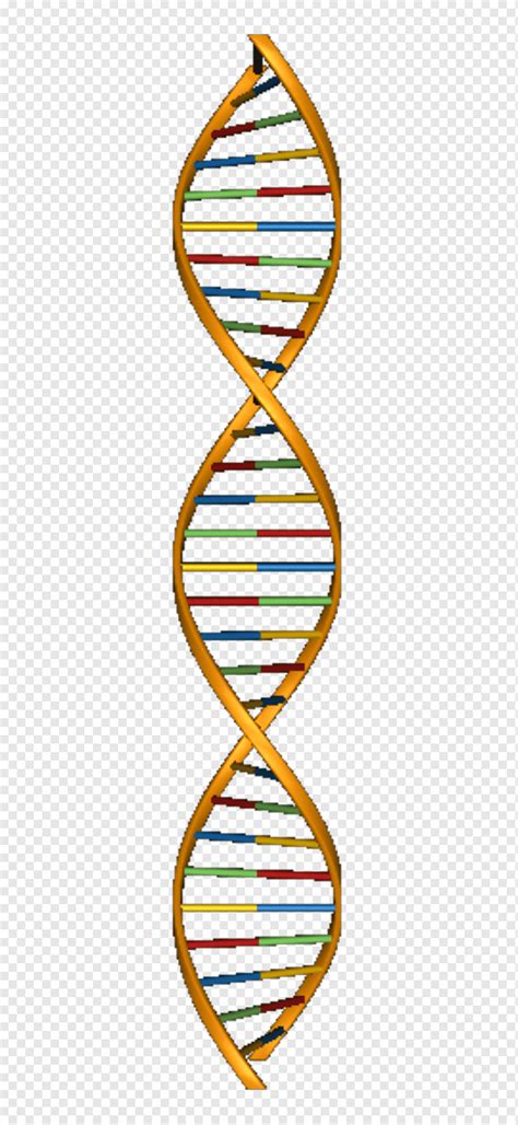 Molecular models of DNA Nucleic acid structure Nucleic acid double helix, others, 3D Computer ...