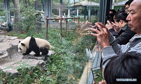 Twin Baby Pandas Arrive at Beijing Zoo, Do Stupidly Cute Panda Stuff | jingkids international ...