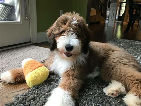 Best Bernedoodle Puppies | F1 Standard Bernedoodles Puppies For Sale