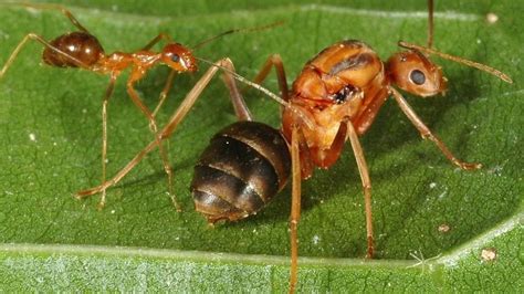 These Are The Most Dangerous Species Worldwide | Page 54 of 76 | HorizonTimes | Page 54 Ant ...