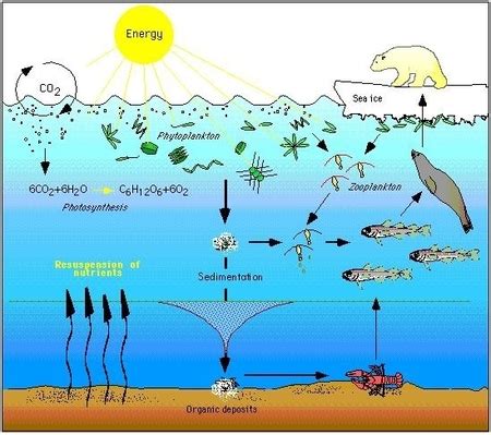 Polar Bear Food Chain | Ecosystem, Importance & Threats - Video ...