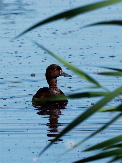 Female Tufted Duck | BirdForum