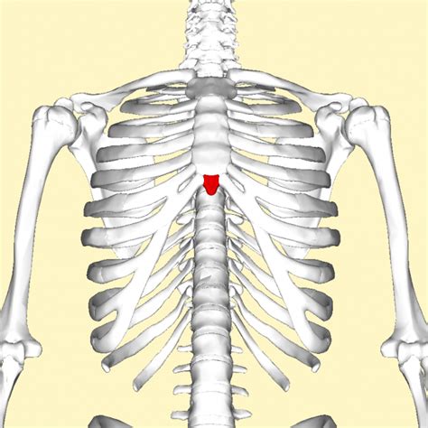 xiphoid process of the sternum - ModernHeal.com