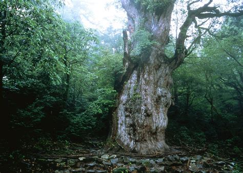 Visit Yakushima on a trip to Japan | Audley Travel