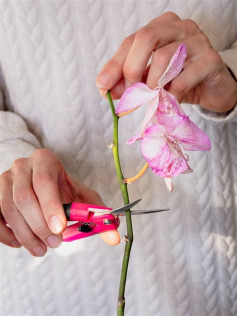 Verical View of Pruning Damaged Orchid Flowers with Scissors. Home ...