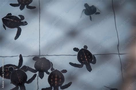 Preservation of baby sea turtles in the caged pond. Stock Photo | Adobe Stock