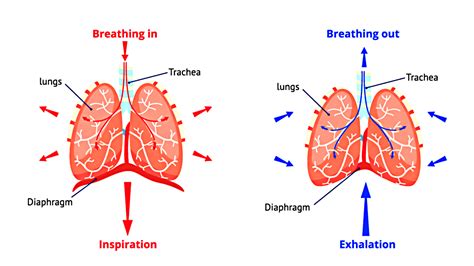 Explain the process of respiration.