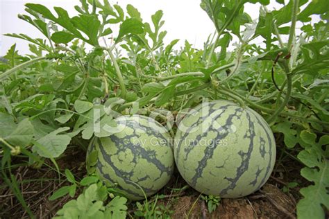 Watermelon On The Vine Stock Photo | Royalty-Free | FreeImages