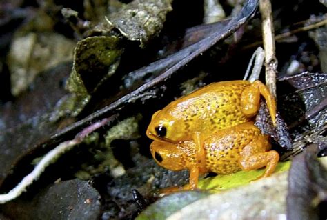 Seven new species of miniature frogs discovered in threatened Brazilian cloud forest