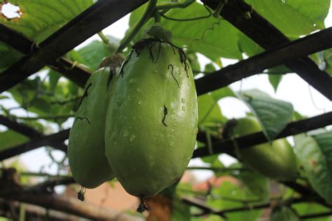 Passion Fruit Varieties: Features and Cultivation - Global Gardening ...