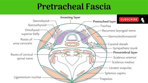 Pretracheal Fascia #Anatomy #mbbs #education #bds #headandneckanatomy #fascia - YouTube