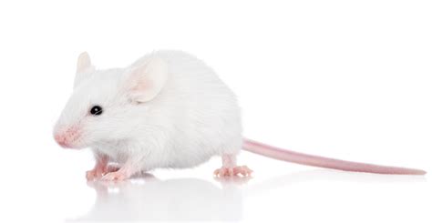 Researchers Make Advance in Mouse Trials Science